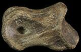 Struthiomimus Toe Bone - Montana #66451-1